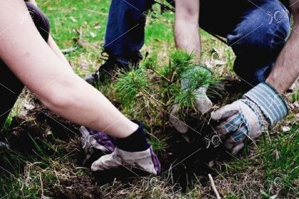 Фонд Павла Сумарокова поддержал акцию по посадке деревьев в Усольском районе