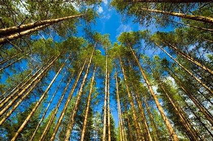 Областные парламентарии и депутаты Государственной Думы ФС РФ обсудят в Иркутске проблемы экологии и лесной сферы
