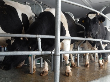 Фермеры Зиминского района пожаловались Ольге Безродных на снижение закупочных цен на молоко