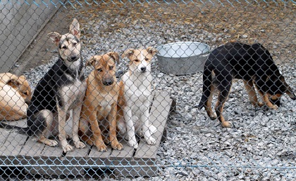 Строительство приюта для бездомных животных в Братске – на контроле депутатов ЗС