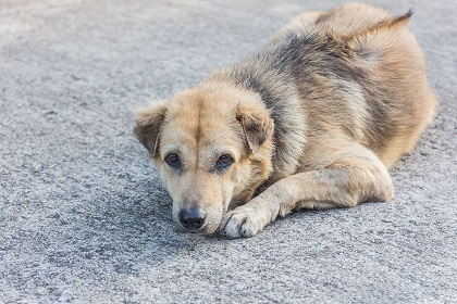 Питомник для пожизненного содержания бездомных собак предлагает создать Антон Красноштанов 